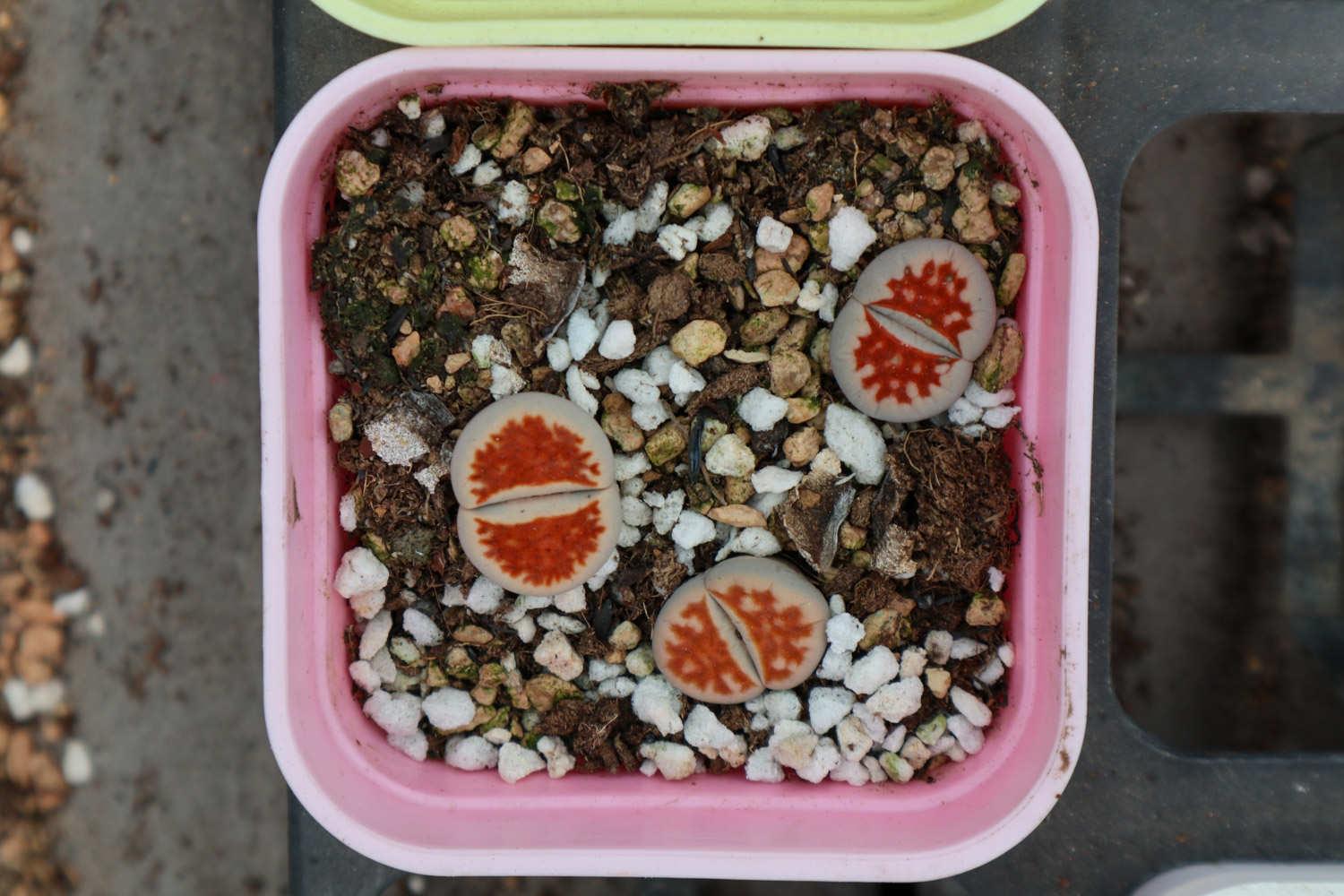 Lithops