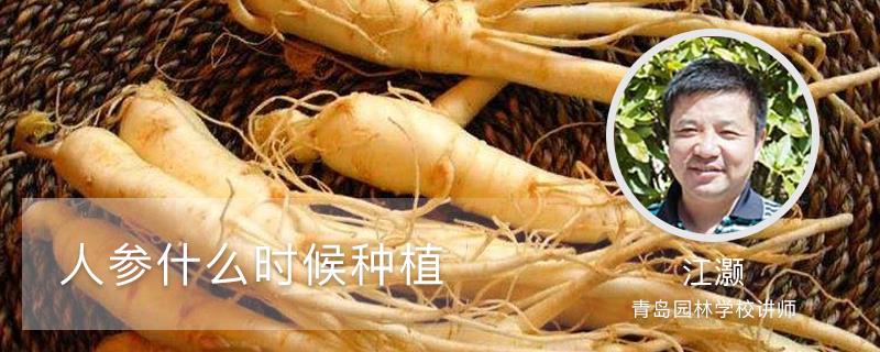 When to plant ginseng