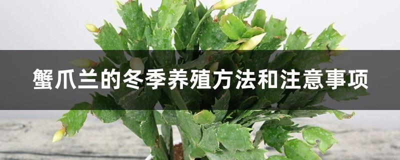 Winter cultivation methods and precautions of crab claw orchid