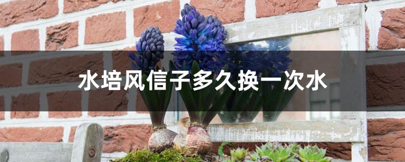 How often to change the water for hydroponic hyacinths