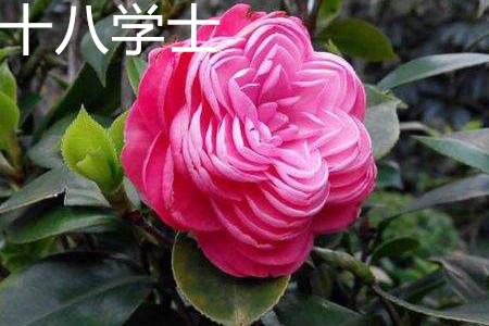 Eighteen Bachelor Camellia