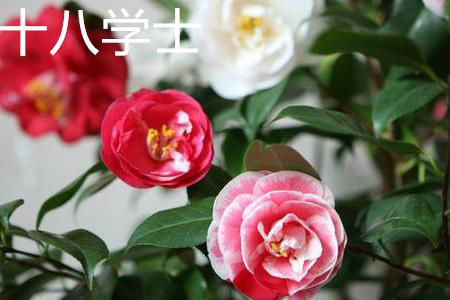 Eighteen Bachelor Camellia