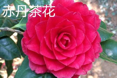 Red Camellia