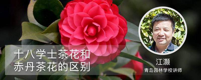 The difference between the Eighteen Bachelor's Camellia and the Red Red Camellia