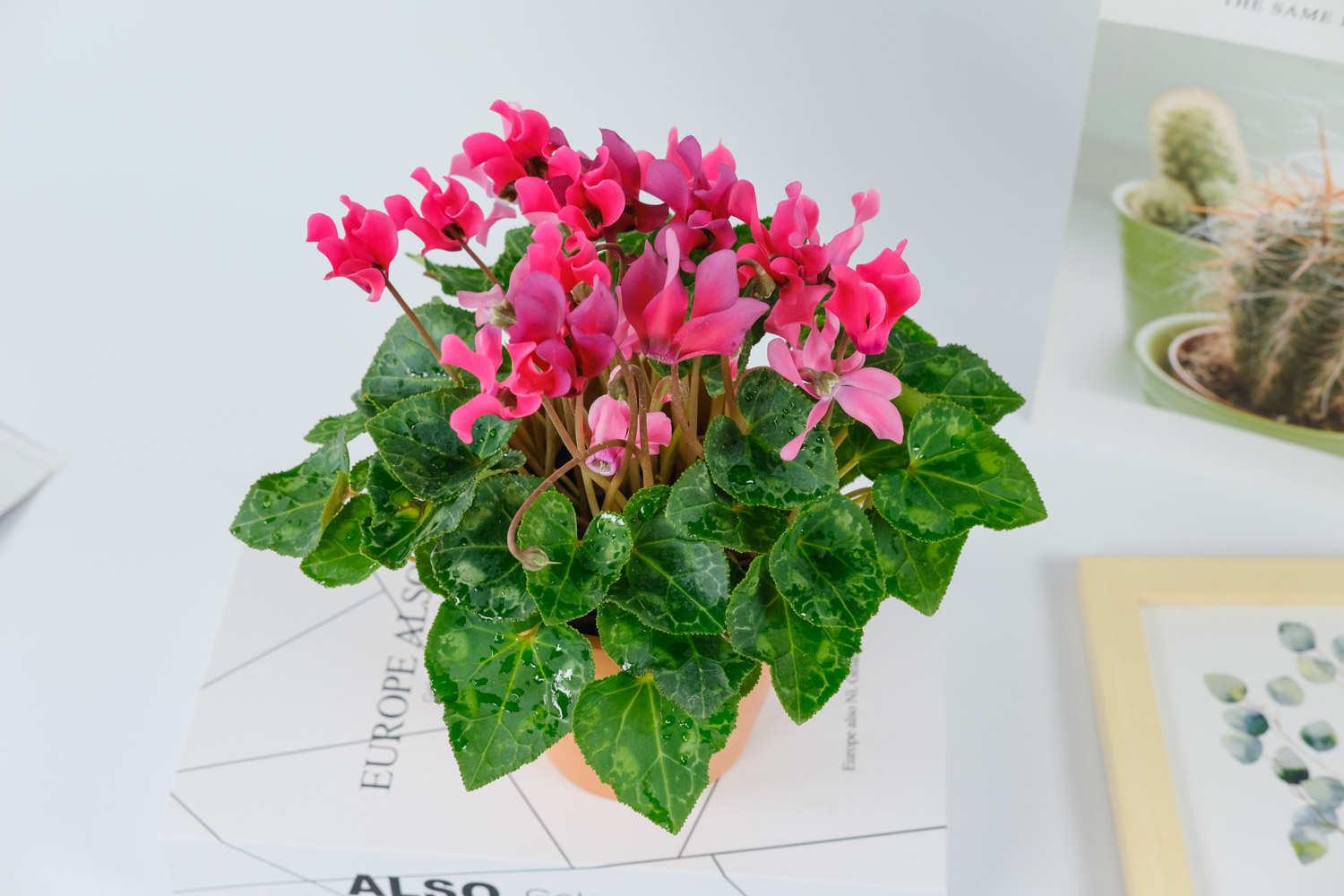 Cyclamen