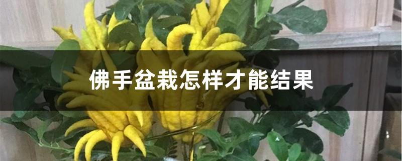 How can Buddha hand potted plants bear fruit