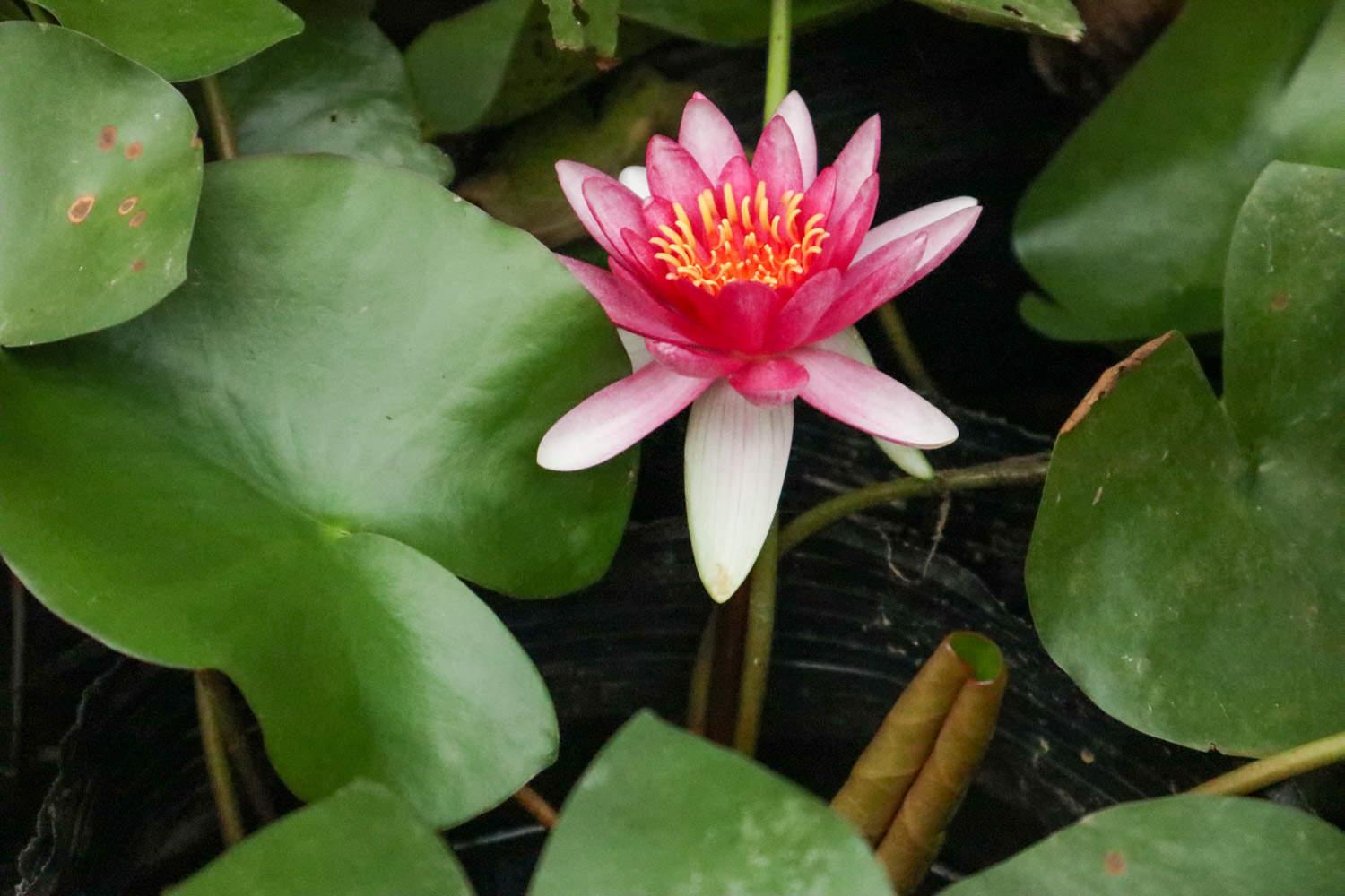 Water Lily