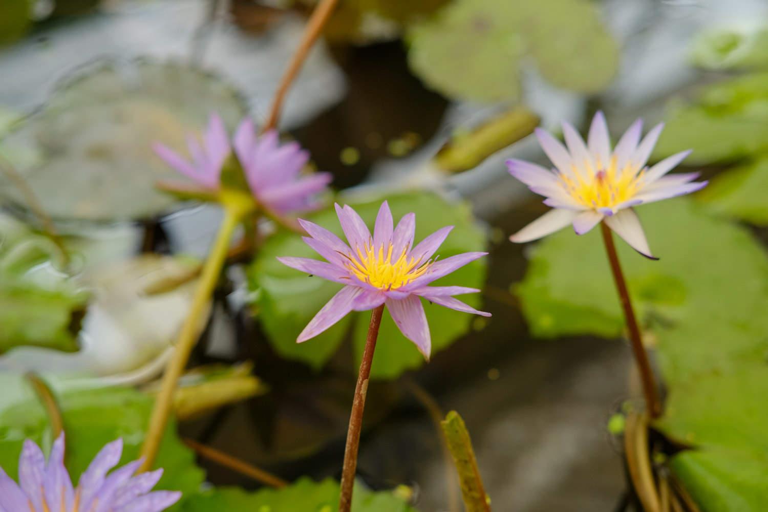 Water Lily