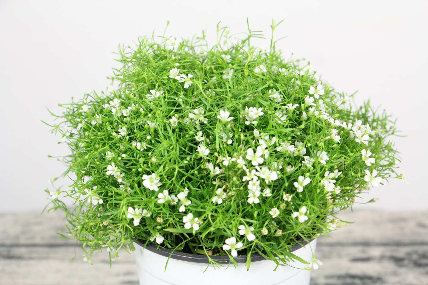 Gypsophila