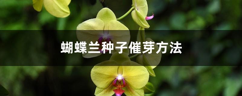 Method for germination of Phalaenopsis seeds