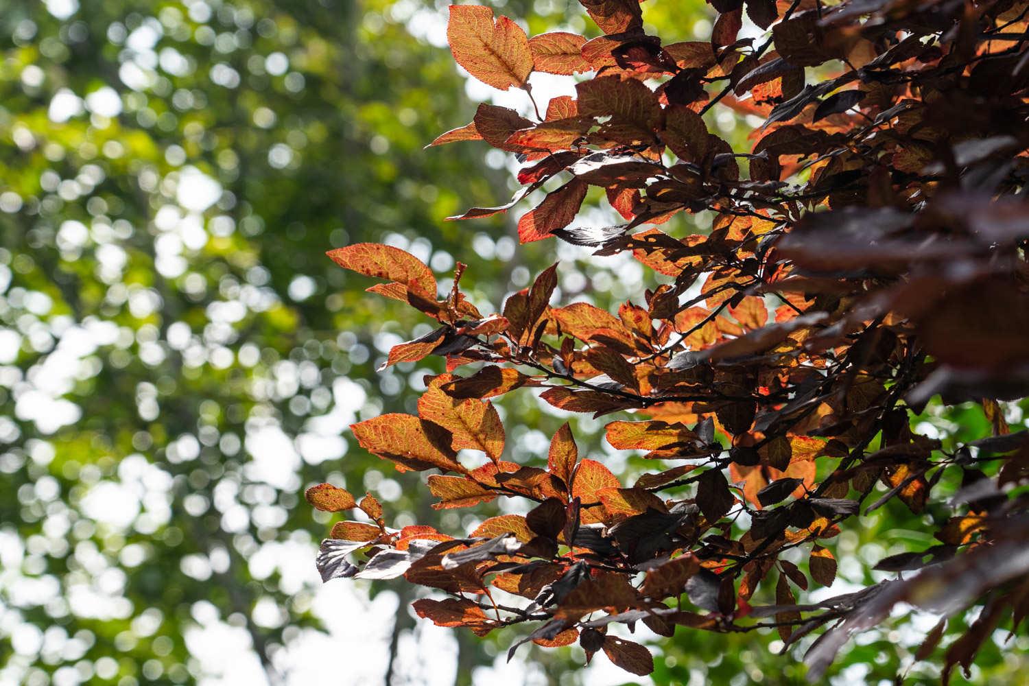 Purple Leaf Plum