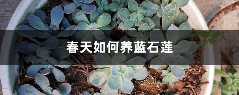 How to grow blue Echeveria in spring