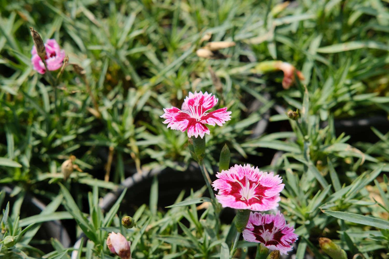 Dianthus