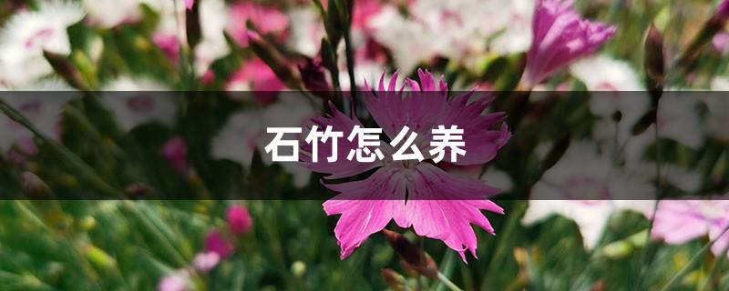 How to grow dianthus