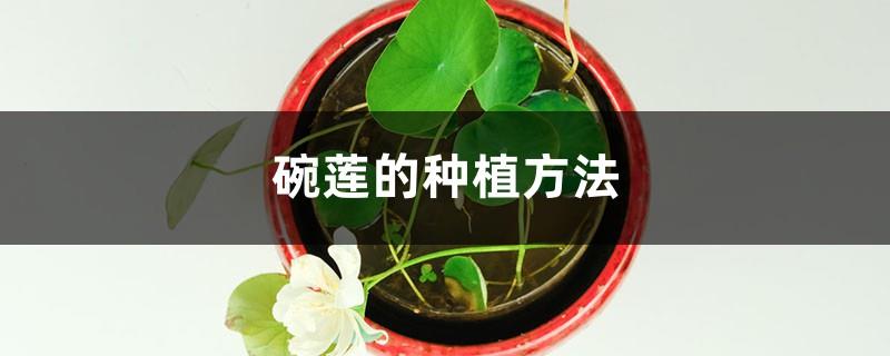 Planting method of bowl lotus