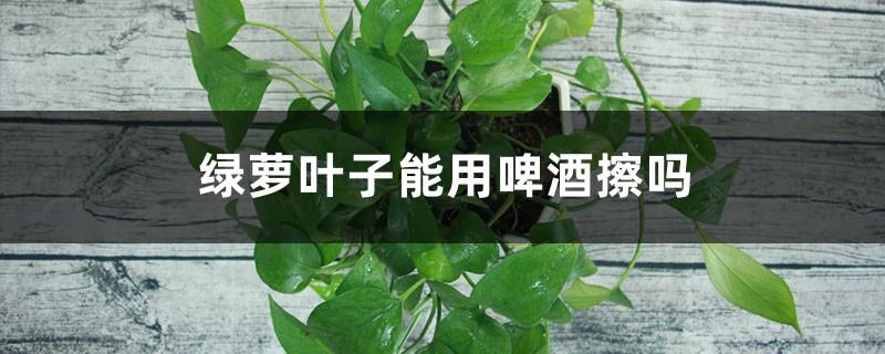 Can pothos leaves be wiped with beer