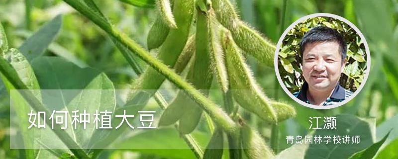 How to grow soybeans