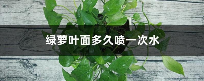 How often should the leaves of green radish be sprayed with water