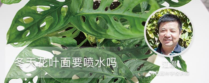 Do you need to spray water on the flower leaves in winter?