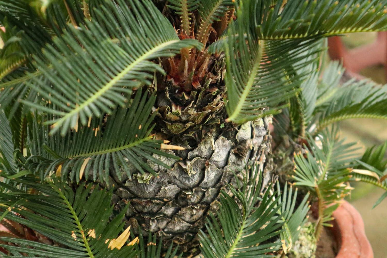 Cycad