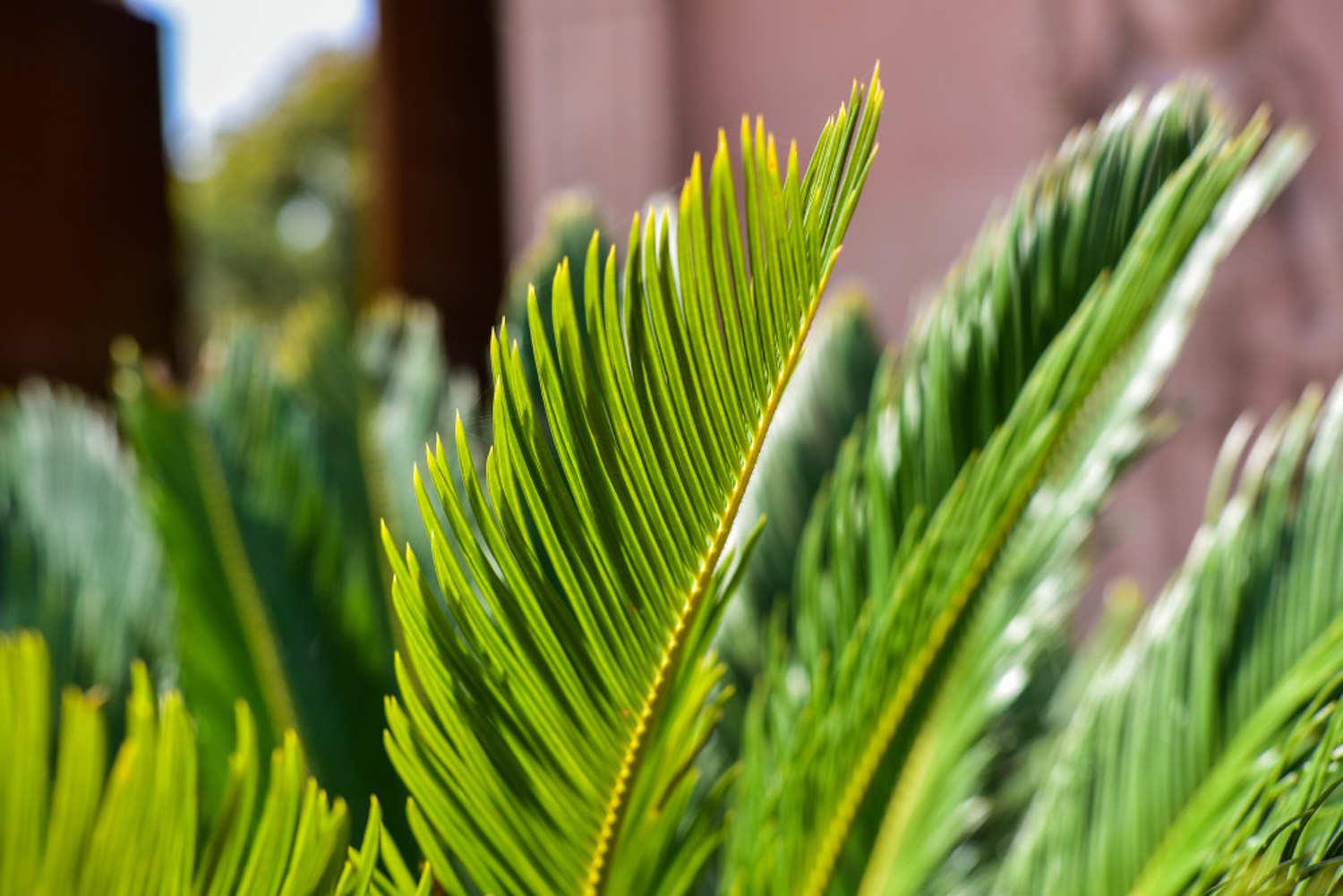 Cycad