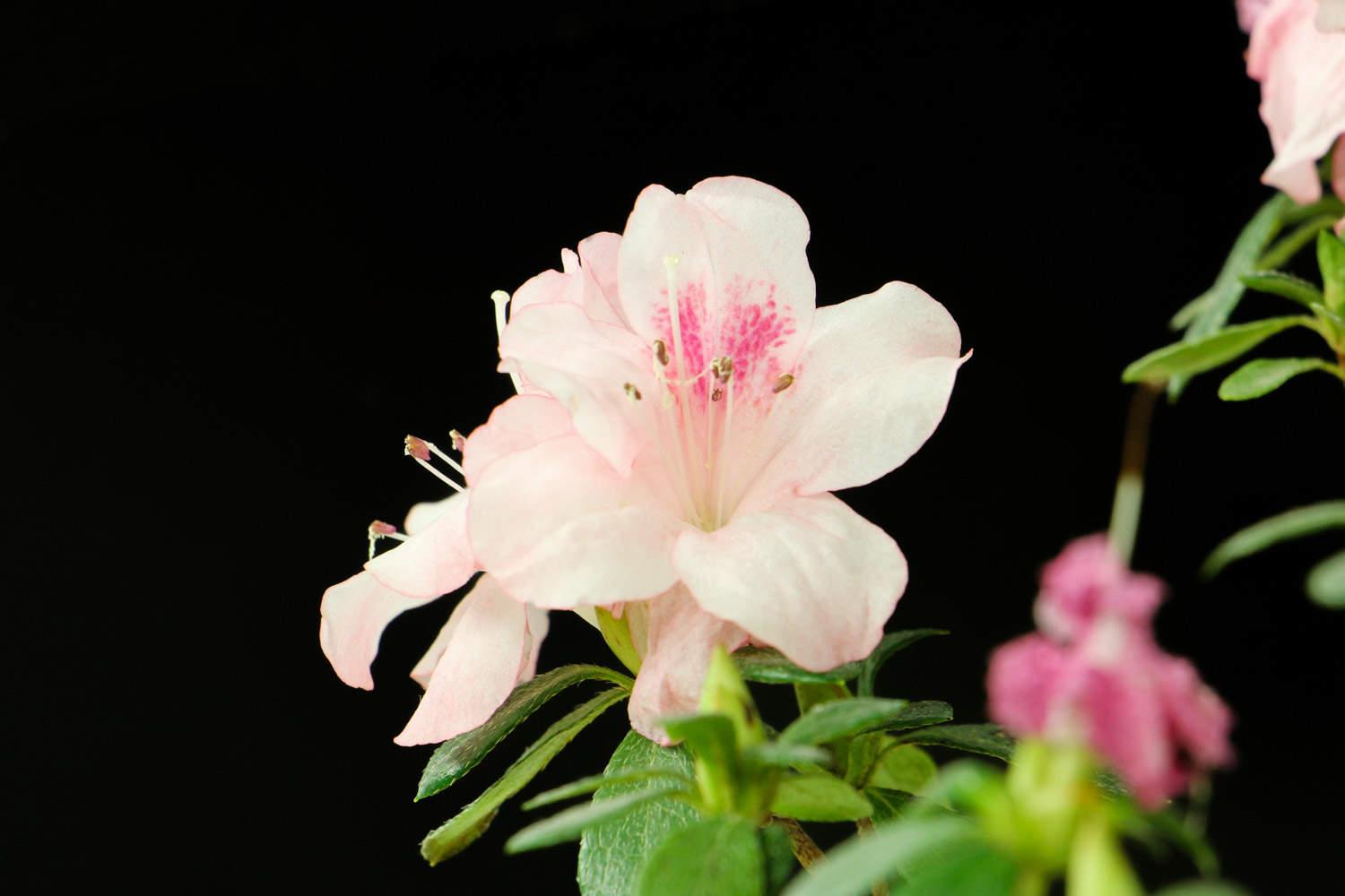 Azalea