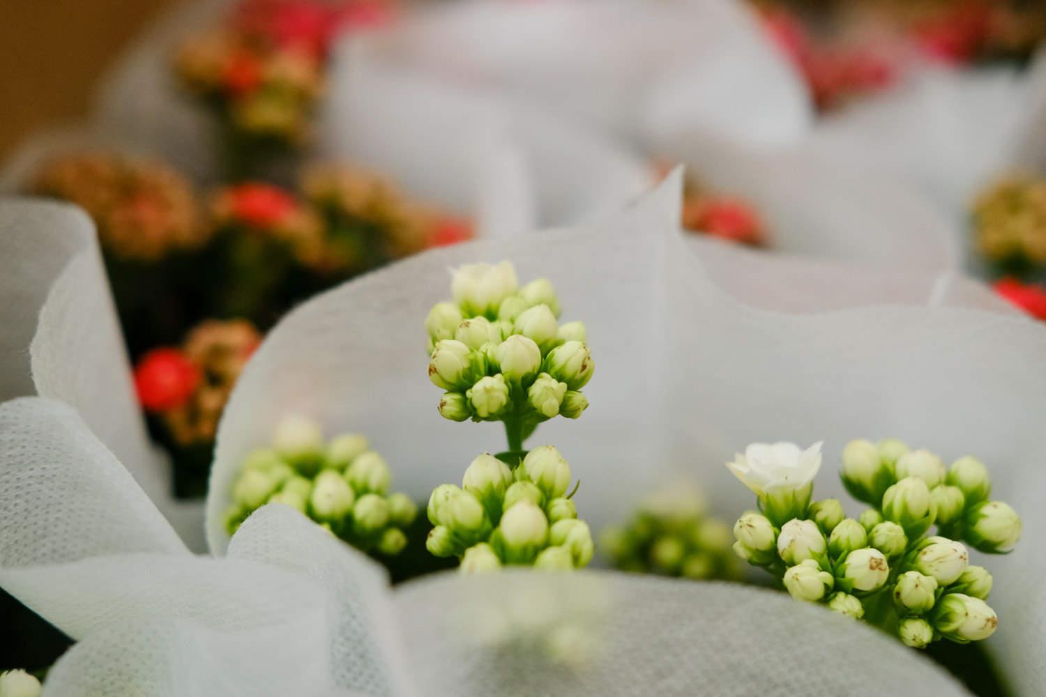 Longevity Flower