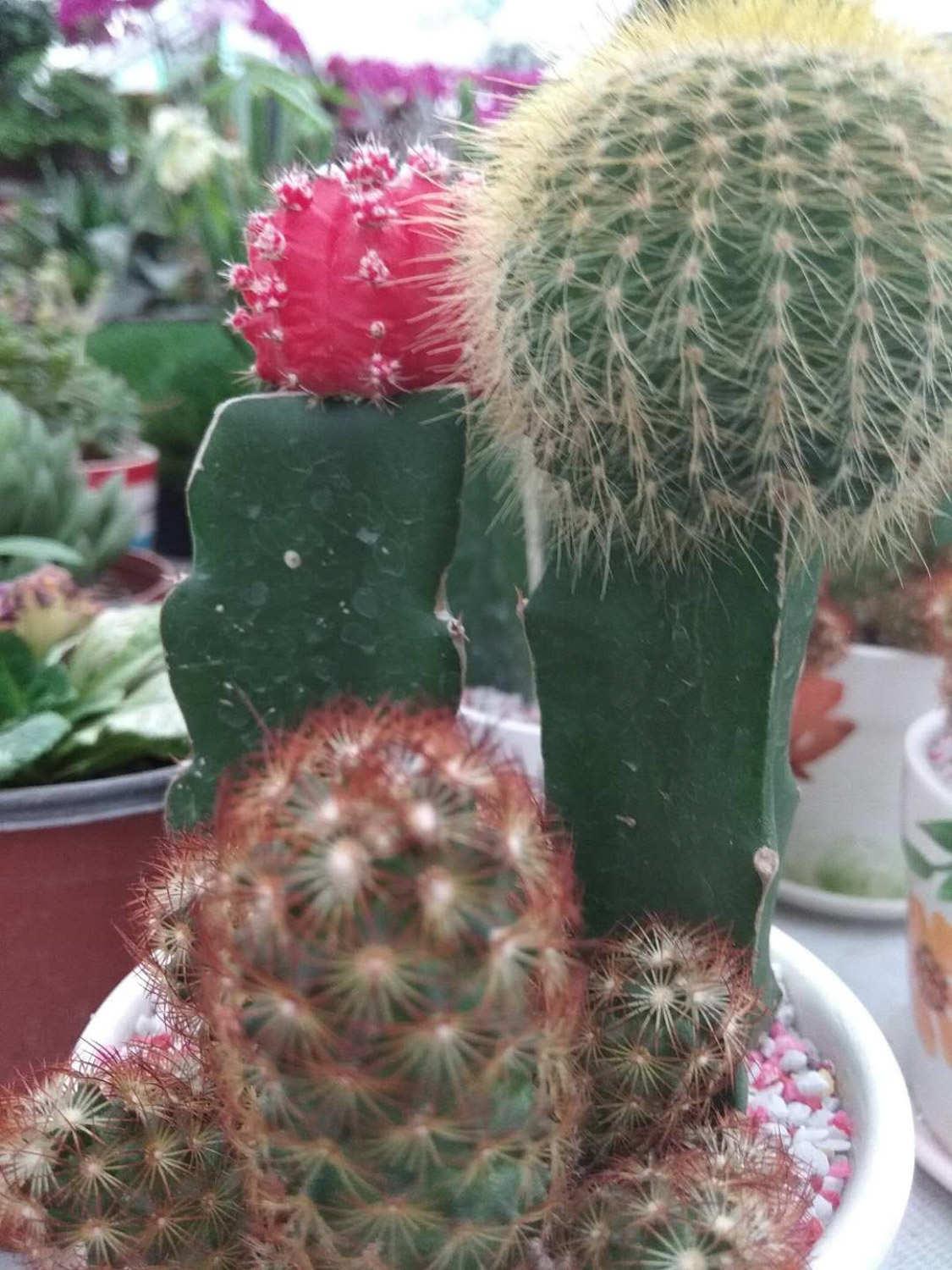 Cactus