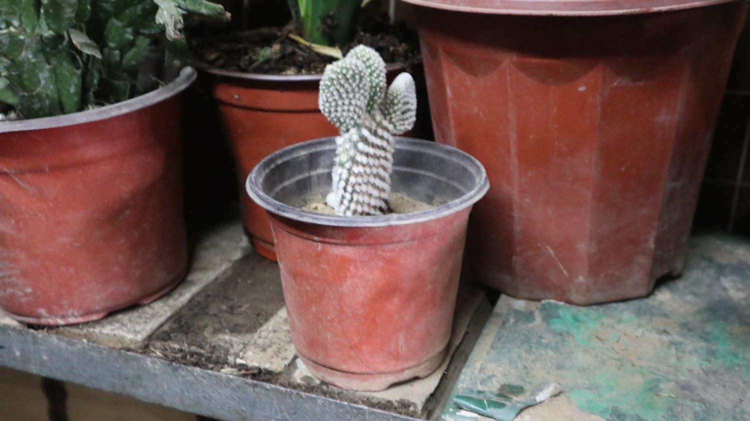 Cactus