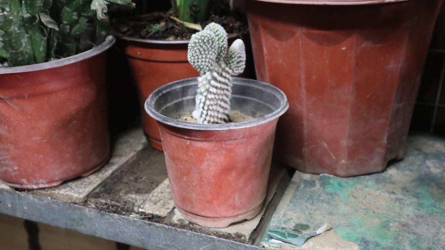 Cactus