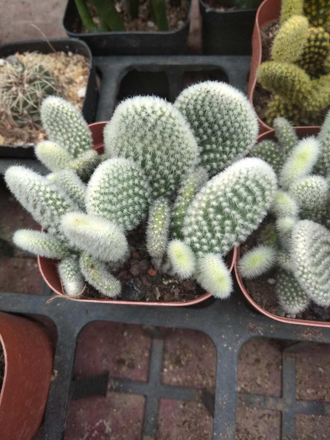 Cactus