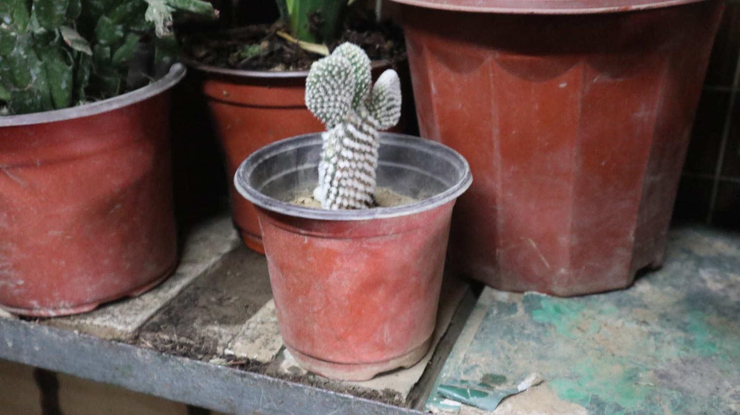 Cactus