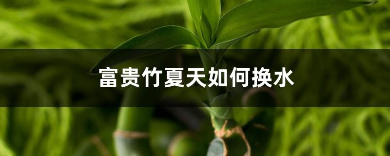 How to change the water of lucky bamboo in summer