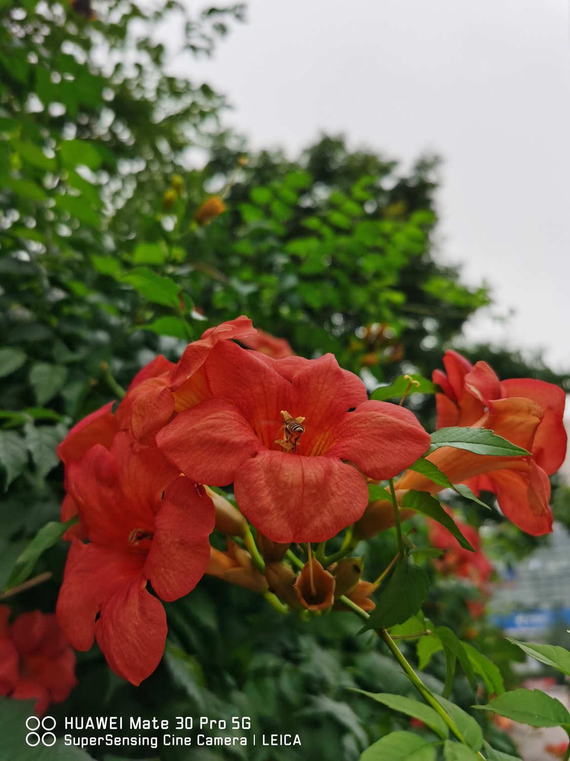 Lingxiao flower