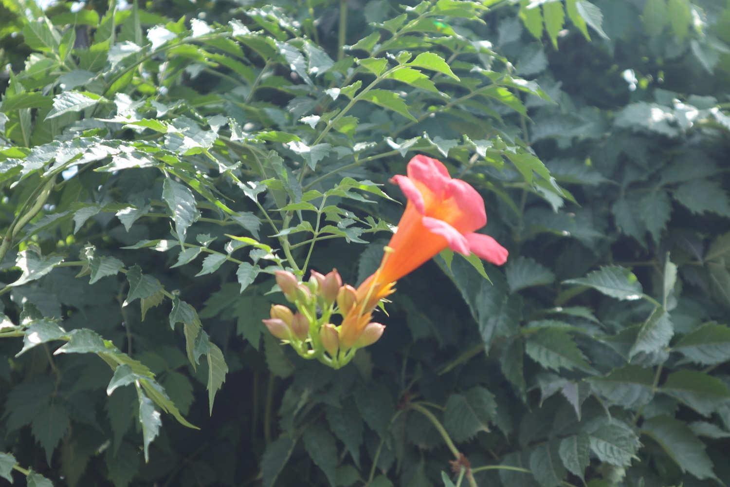 Lingxiao Flower