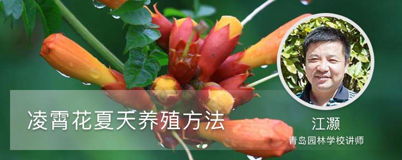 Lingxiao flower summer breeding method