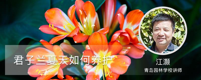 How to care for Clivia in summer