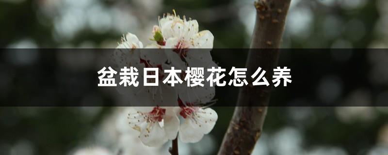 How to grow potted Japanese cherry blossoms