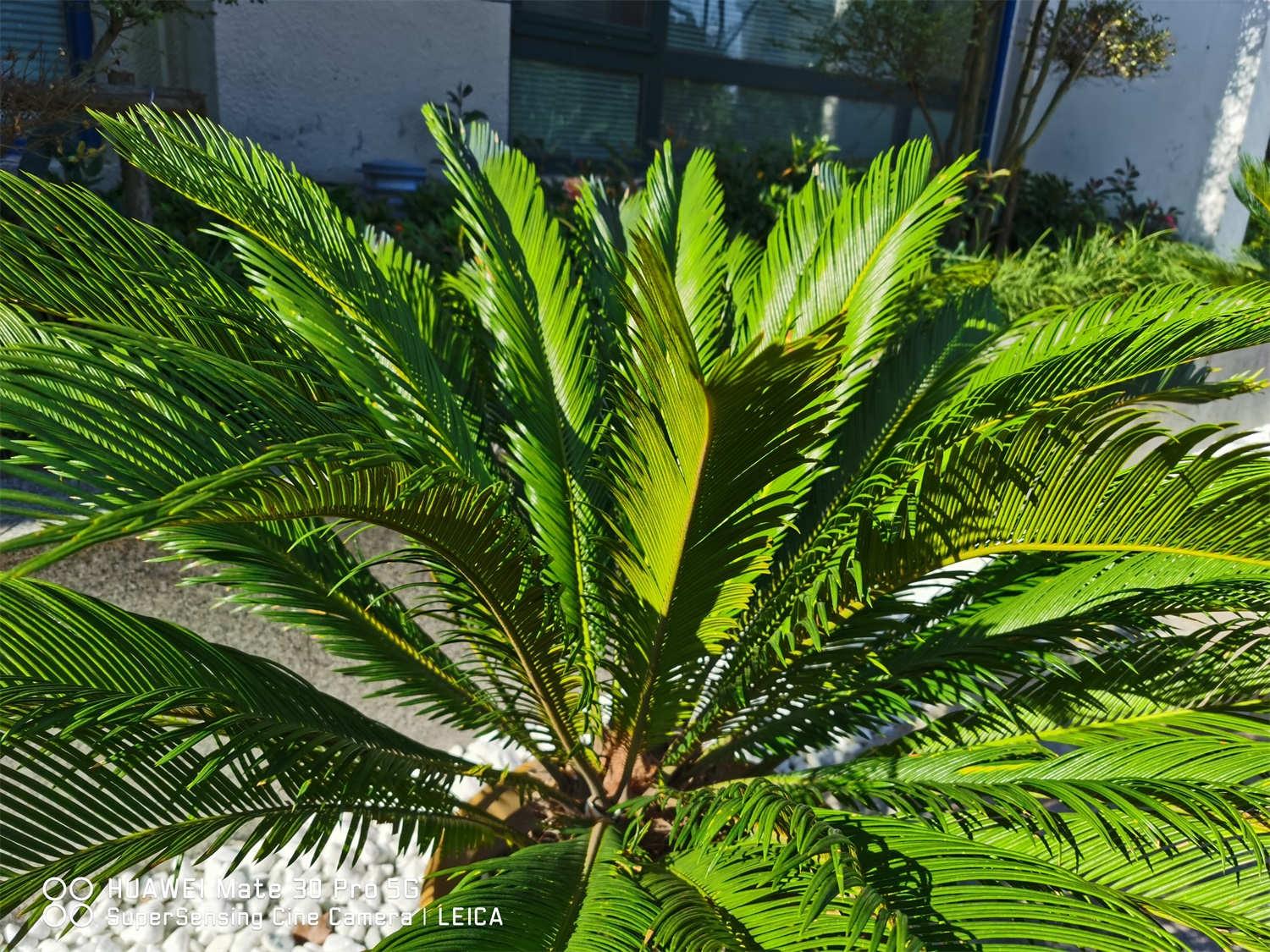 Cycad