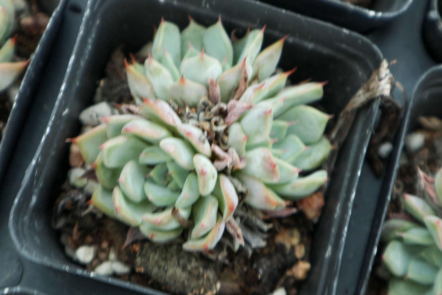 Succulent