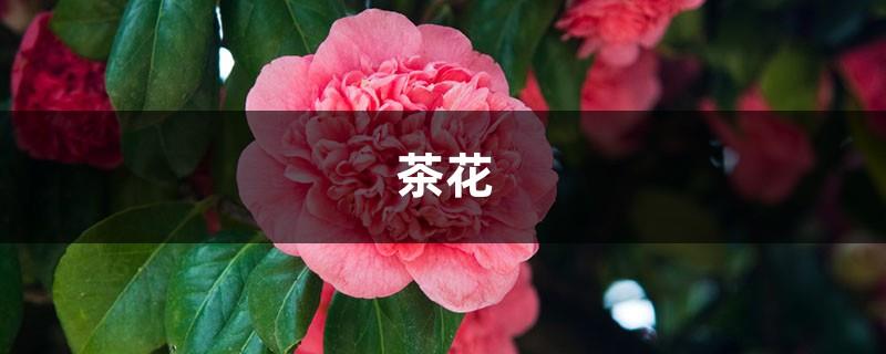 Camellia 