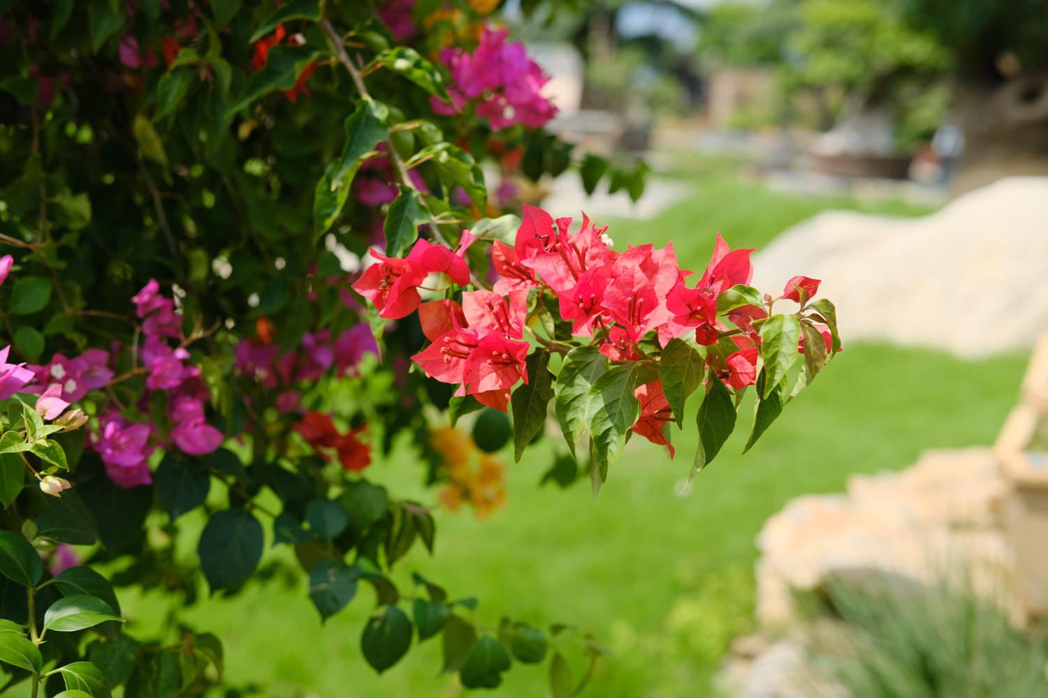 Bougainvillea