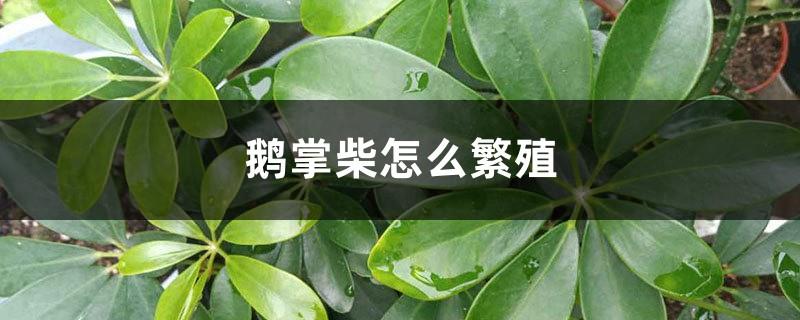 How to propagate Schefflera