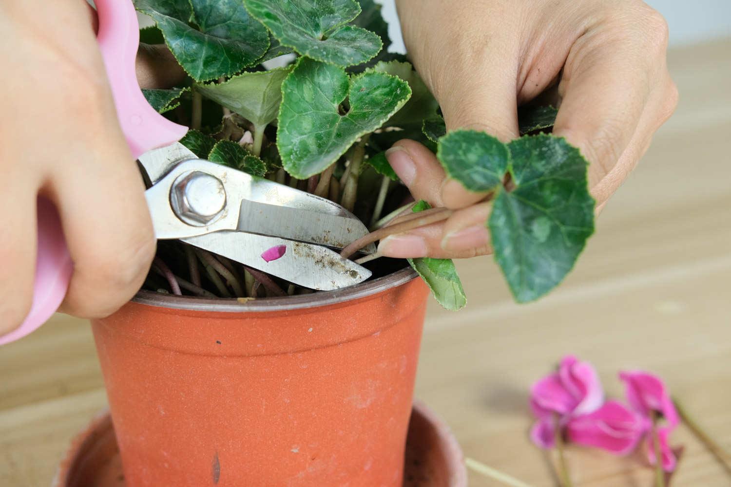 Cyclamen