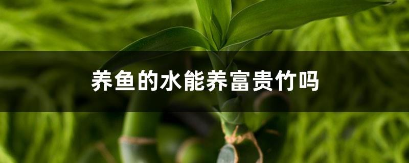 Can the water for fish farming be used to grow lucky bamboo? Can the water used for fish farming be used to water flowers?