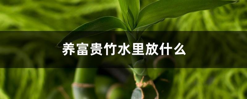 What should be put in the water to raise rich bamboo? Can cold boiled water be used to grow lucky bamboo?