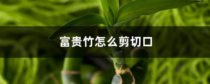 How to cut the lucky bamboo, what are the requirements for the incision