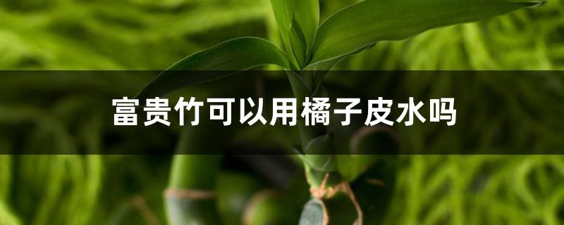 Can Lucky Bamboo use orange peel water as nutrient solution?