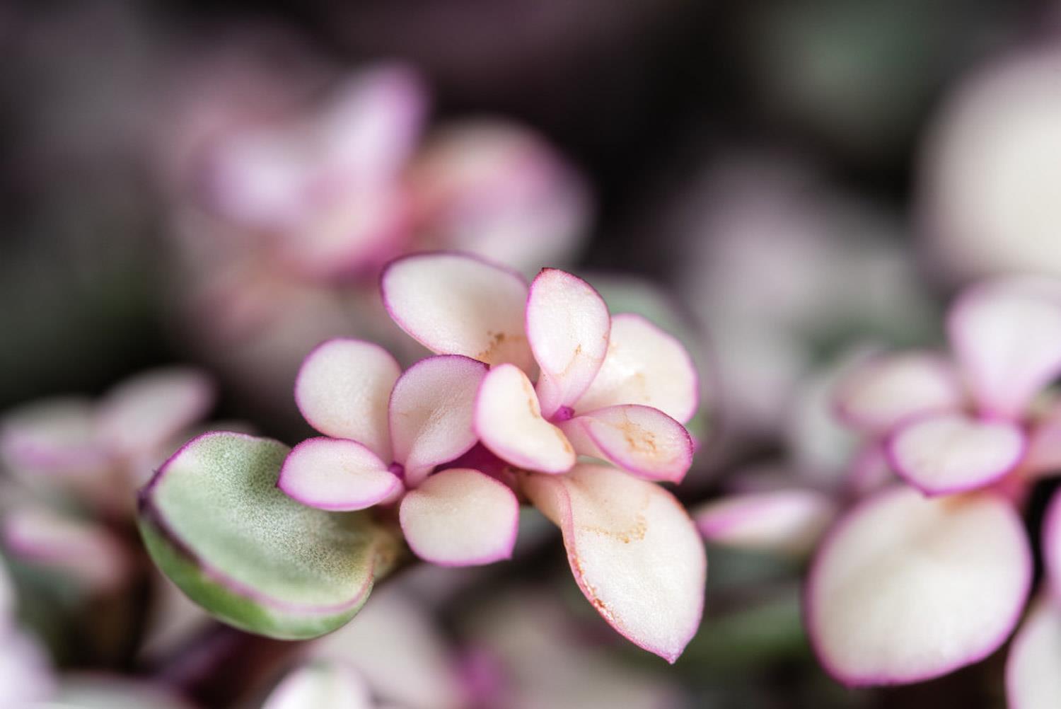 Golden Branches and Jade Leaves