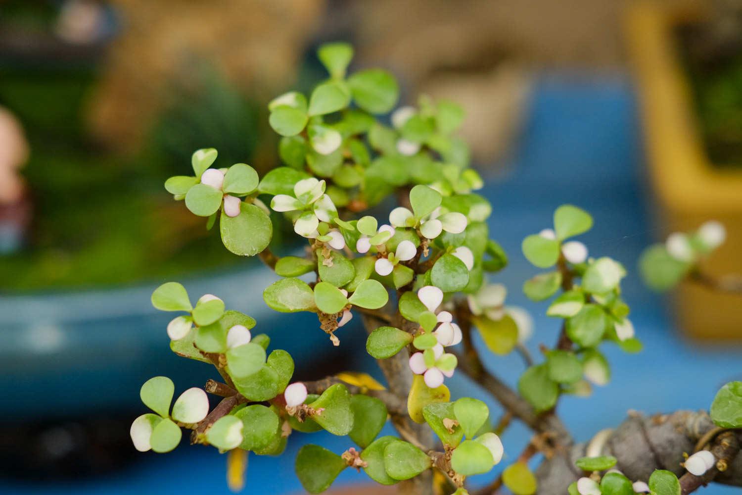 Golden Branches and Jade Leaves